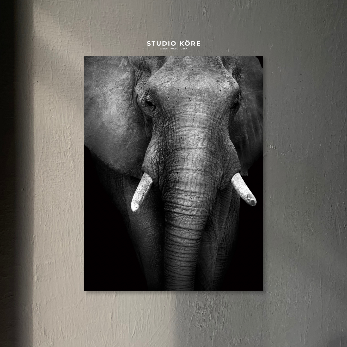 Cuadro Elefante Blanco y Negro Decorativo Premium