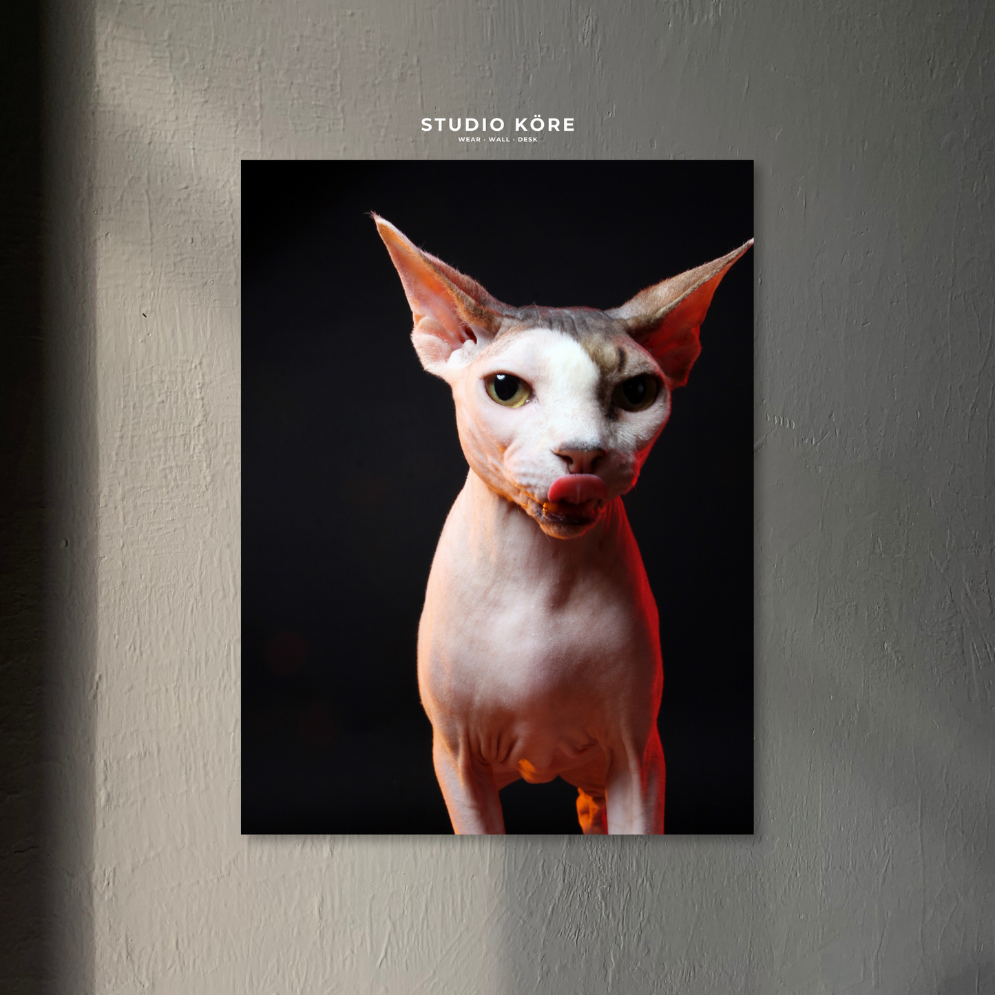 Cuadro Gato Esfinge Decorativo Premium