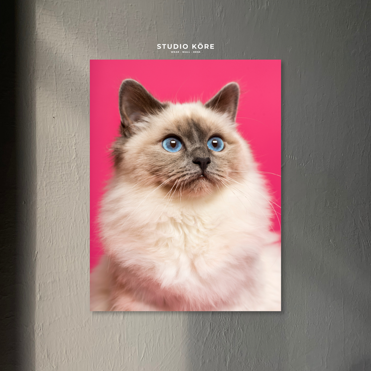 Cuadro Gato Persa Decorativo Premium